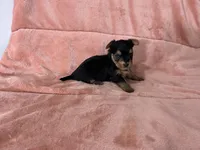 Shea, a female Yorkshire Terrier for sale in Celina, OH – 2 of 3