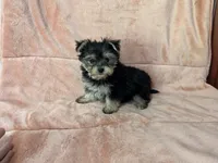 Ella, a female Morkie for sale in Celina, OH – 2 of 4