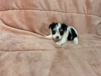 Kia, a female Morkie for sale in Celina, OH – 3 of 4