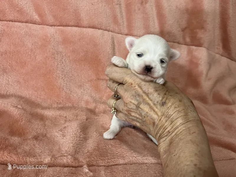 Bindi, a female Maltese for sale in Celina, OH – 1 of 3