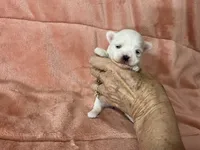 Bindi, a female Maltese for sale in Celina, OH – 1 of 3