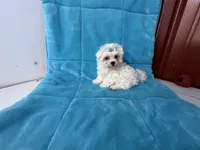 Bo, a male Maltese for sale in Celina, OH – 3 of 3