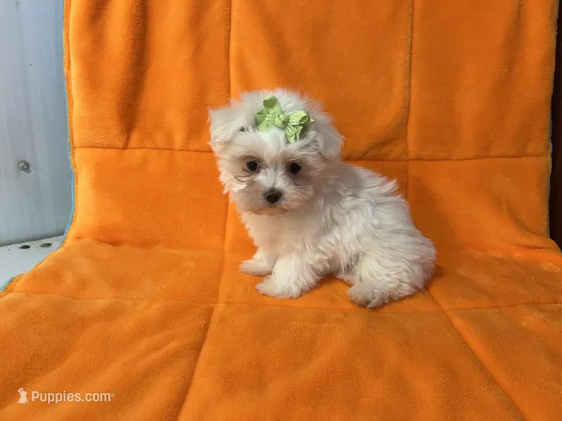 Bella – Maltese puppy for sale in Celina, OH