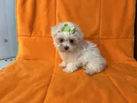 Bella, a female Maltese for sale in Celina, OH – 1 of 2