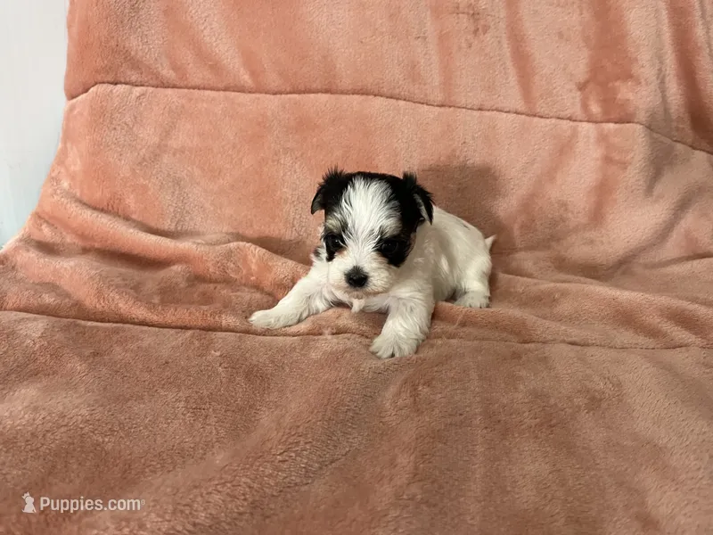 Dusty , a female Morkie for sale in Celina, OH – 1 of 3