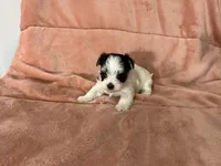 Dusty , a female Morkie for sale in Celina, OH – 1 of 3