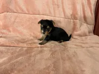 Shea, a female Yorkshire Terrier for sale in Celina, OH – 3 of 3