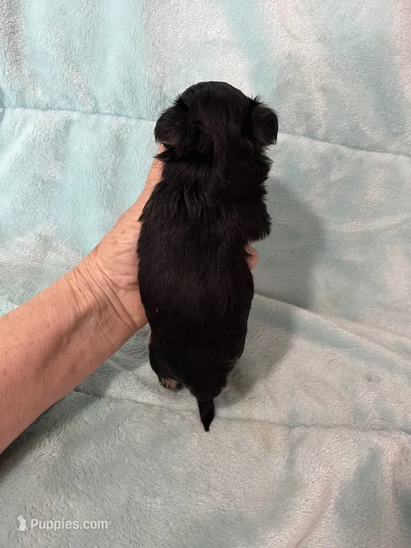 Duke, a male Morkie for sale in Celina, OH – 1 of 3