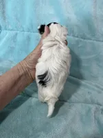 Dane, a male Morkie for sale in Celina, OH – 3 of 3