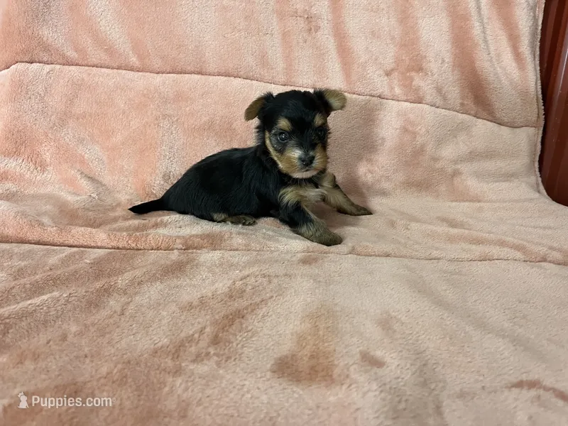 Shea, a female Yorkshire Terrier for sale in Celina, OH – 1 of 3