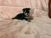 Shea, a female Yorkshire Terrier for sale in Celina, OH – 1 of 3