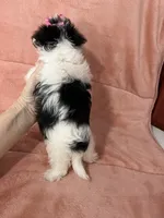 Kia ON HOLD, a female Morkie for sale in Celina, OH – 2 of 2