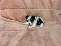Kia, a female Morkie for sale in Celina, OH – 2 of 4
