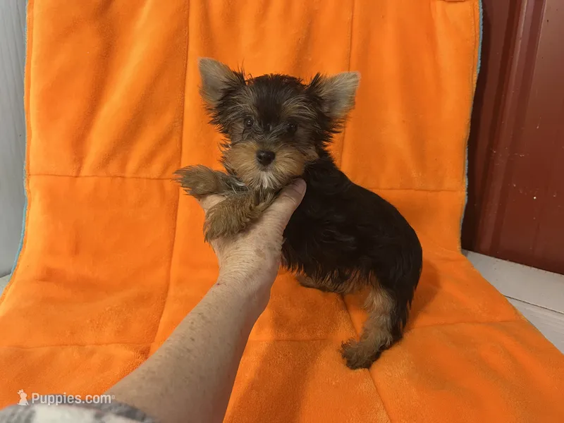 Rex, a male Yorkshire Terrier for sale in Celina, OH – 1 of 2