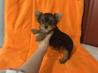 Rex, a male Yorkshire Terrier for sale in Celina, OH – 1 of 2