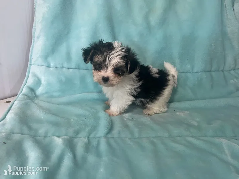 Karl – Morkie puppy for sale in Celina, OH