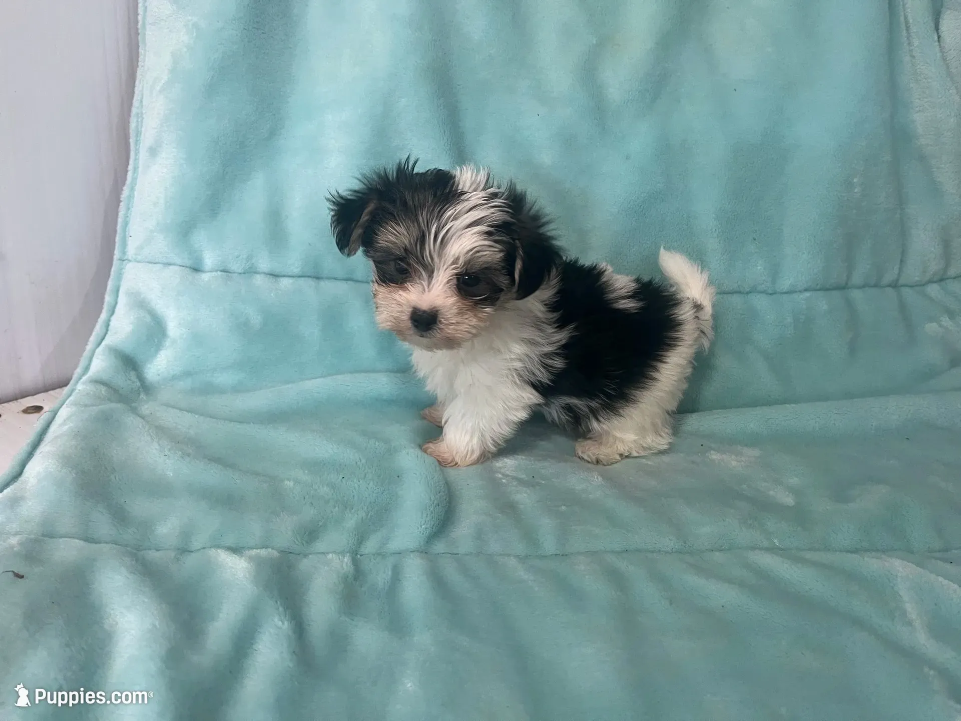 Karl. ON HOLD, a male Morkie for sale in Celina, OH – 1 of 3