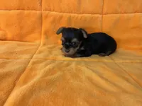 Rex, a male Yorkshire Terrier for sale in Celina, OH – Photo 3 of 3