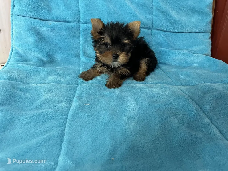 Rex – Yorkshire Terrier puppy for sale in Celina, OH