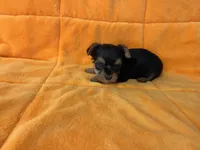 Rex, a male Yorkshire Terrier for sale in Celina, OH – Photo 2 of 3