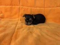 Rex, a male Yorkshire Terrier for sale in Celina, OH – Photo 1 of 3