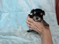 Stony, a male Yorkshire Terrier for sale in Celina, OH – 2 of 3