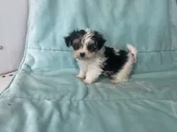 Karl. ON HOLD, a male Morkie for sale in Celina, OH – 3 of 3
