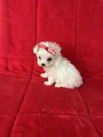 processed/626c3409-7468-438c-8543-cb5059a78150/listing/c3e8f1d9-75d3-4120-96c7-63bad997b419/25ba42f2-c7a9-453a-ab4c-9cf658da6a6c