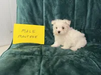 Caleb, a male Maltese for sale in Celina, OH – Photo 3 of 3