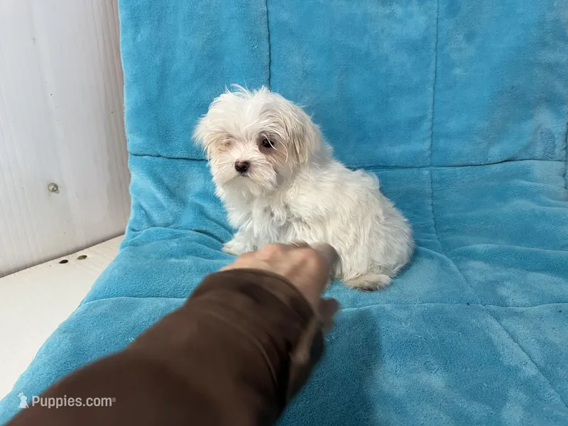 Caleb – Maltese puppy for sale in Celina, OH