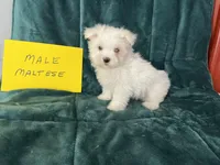 Caleb, a male Maltese for sale in Celina, OH – Photo 2 of 3