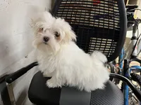 Cory, a male Maltese for sale in Celina, OH – Photo 2 of 2