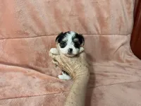 Kia, a female Morkie for sale in Celina, OH – 4 of 4