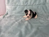Karl, a male Morkie for sale in Celina, OH – 2 of 4