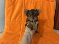 Rex, a male Yorkshire Terrier for sale in Celina, OH – 2 of 2