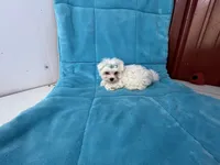 Bo, a male Maltese for sale in Celina, OH – 1 of 3