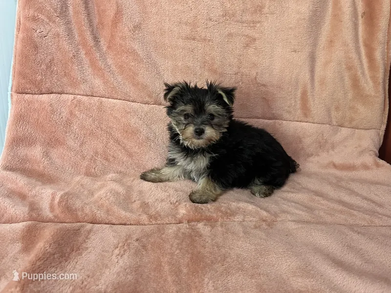 Ella – Morkie puppy for sale in Celina, OH