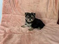 Ella, a female Morkie for sale in Celina, OH – 1 of 4