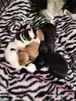 Male #2, a male Chihuahua for sale in Lancaster, NY – Photo 3 of 4