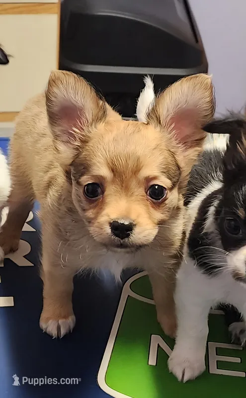 Male #2 – Chihuahua puppy for sale in Lancaster, NY