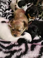 Male #2, a male Chihuahua for sale in Lancaster, NY – Photo 4 of 4