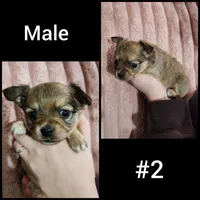 Male #2, a male Chihuahua for sale in Lancaster, NY – Photo 1 of 4