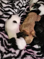 Male #2, a male Chihuahua for sale in Lancaster, NY – Photo 2 of 4