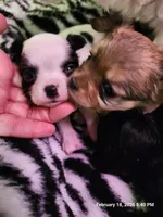 Male #1, a male Chihuahua for sale in Lancaster, NY – Photo 4 of 4