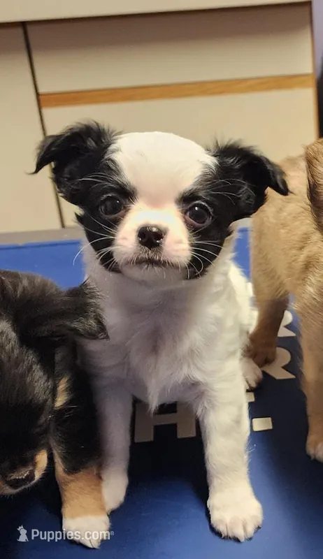 Male #1 – Chihuahua puppy for sale in Lancaster, NY