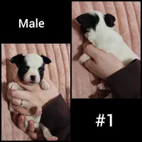 Male #1, a male Chihuahua for sale in Lancaster, NY – Photo 1 of 4