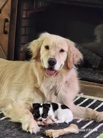 Koda, a male Chihuahua for sale in Lancaster, NY – Photo 5 of 7