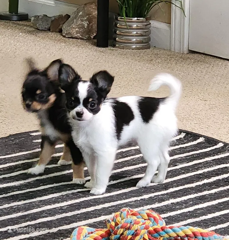 Koda – Chihuahua puppy for sale in Lancaster, NY