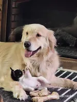 Koda, a male Chihuahua for sale in Lancaster, NY – Photo 4 of 7