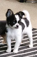 Koda, a male Chihuahua for sale in Lancaster, NY – Photo 7 of 7